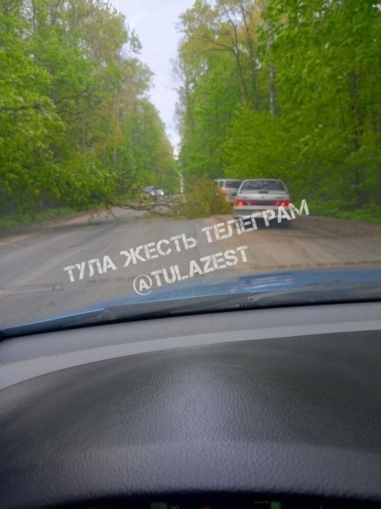 В Туле рухневшее дерево перегородило Хомяковское шоссе