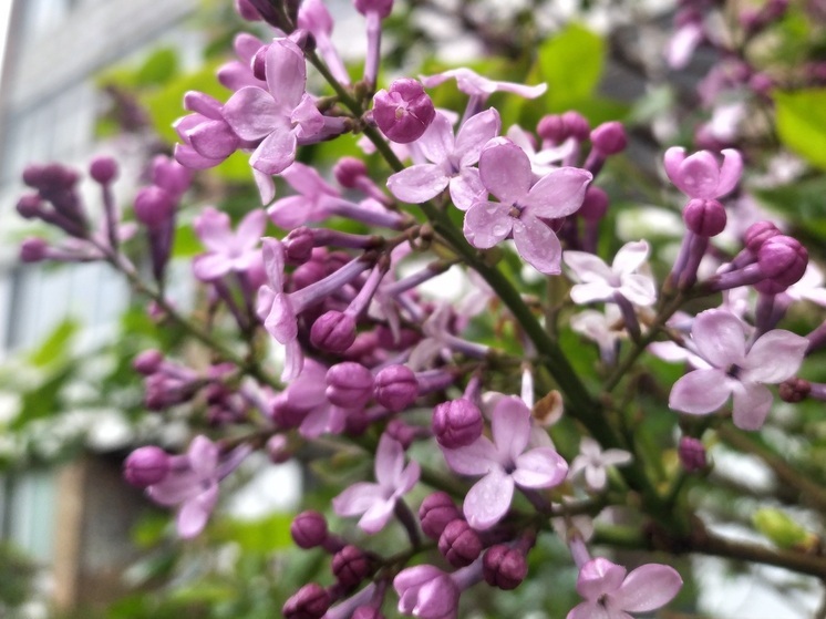 За букет сирени из сквера приморцам грозит уголовное дело и штрафы до полумиллиона