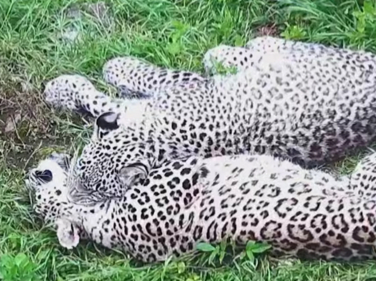 Леопард Казбек из Сочи готовится к выпуску в дикую природу