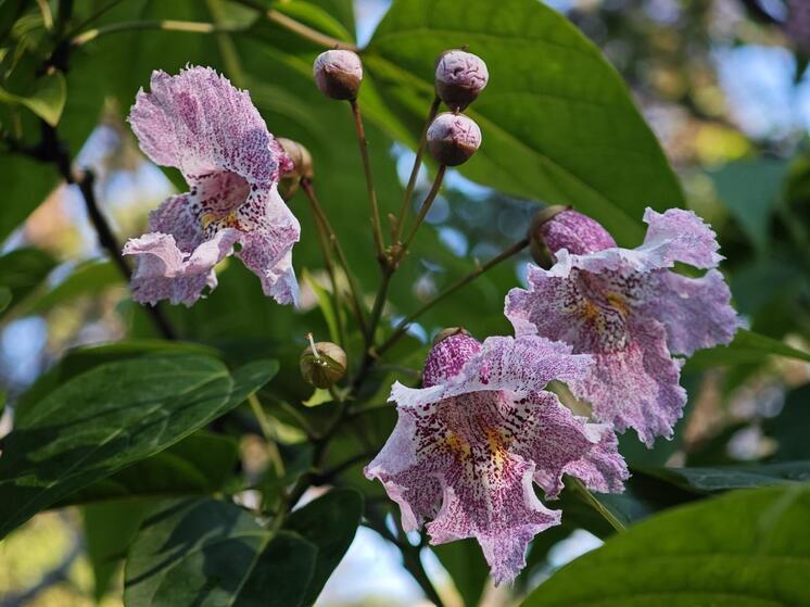 В Сочи впервые с 2011 года расцвела катальпа Фаржа