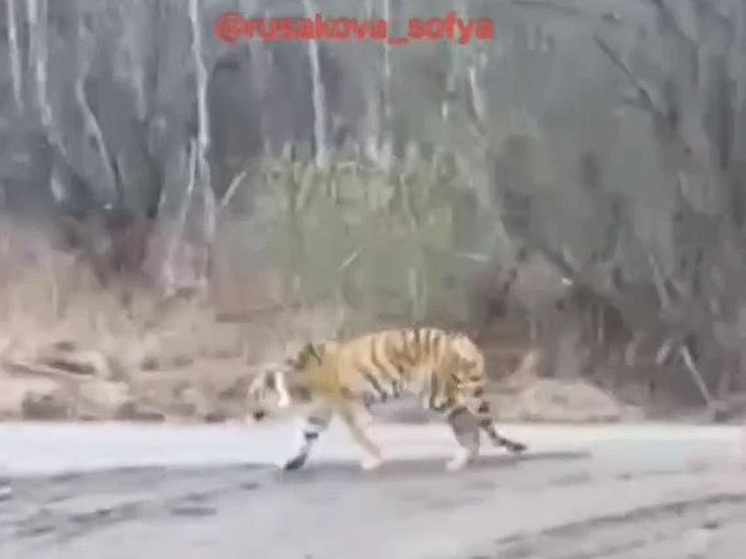 В Приморье увидели истощенного тигра