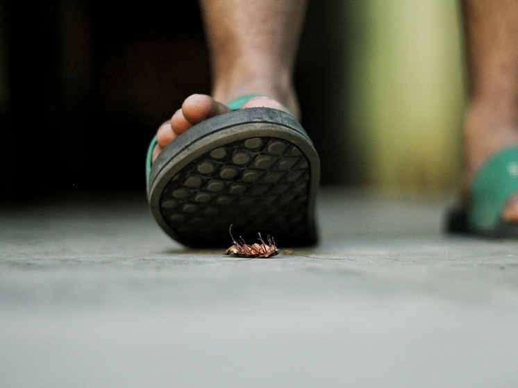 Тараканы убегут, как ошпаренные: 2 проверенных метода, которые работают лучше дорогой химии