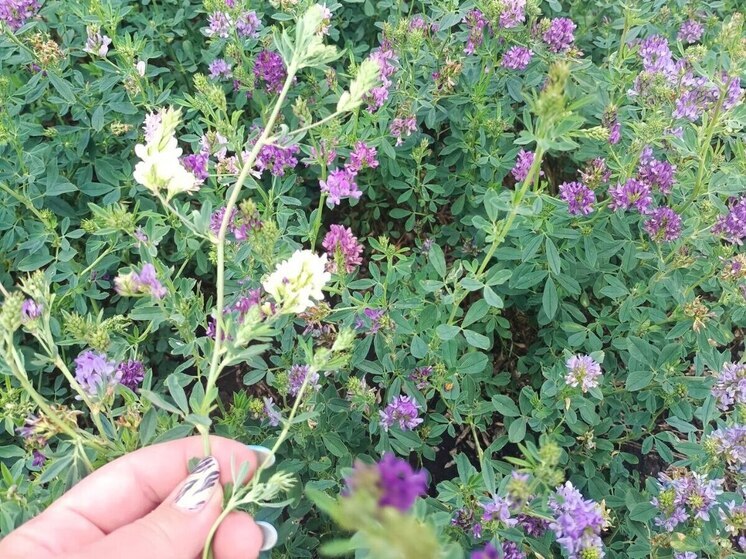 «Донецкий» Россельхозцентр рассказал, как изменения климата влияет на сельское хозяйство в ДНР