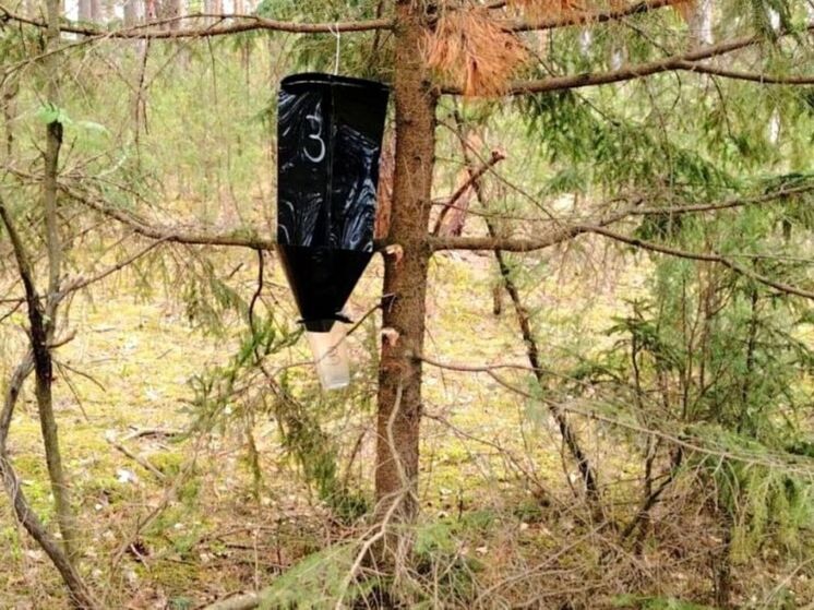 В Калужской области распылят феромоны усачей и шелкопрядов