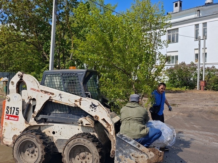 В Иванове вернули в сквер тополь Победы