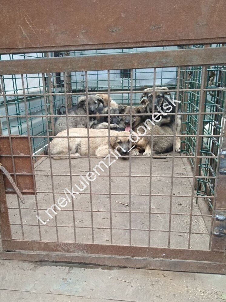 В Донецке с начала мая отловили 113 бездомных животных