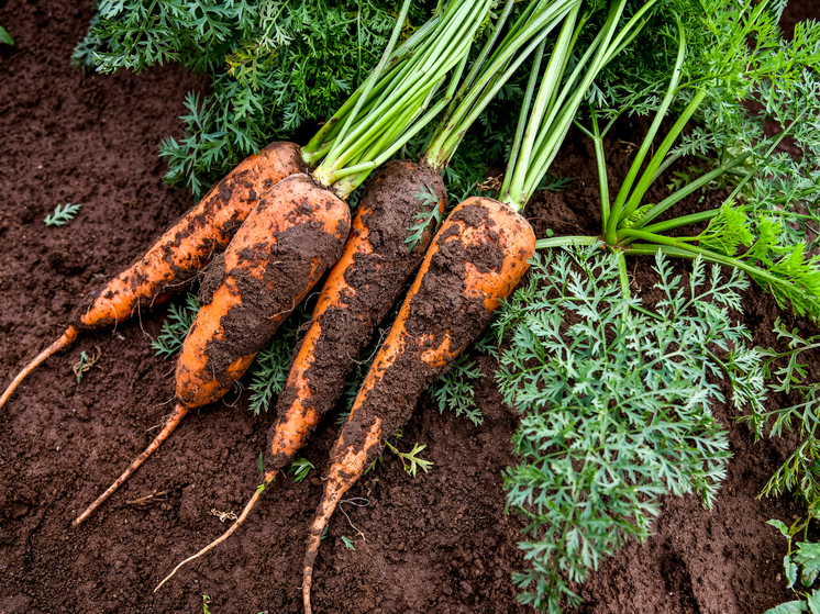 В Волгограде проверили 400 тонн моркови и свеклы для экспорта в Казахстан