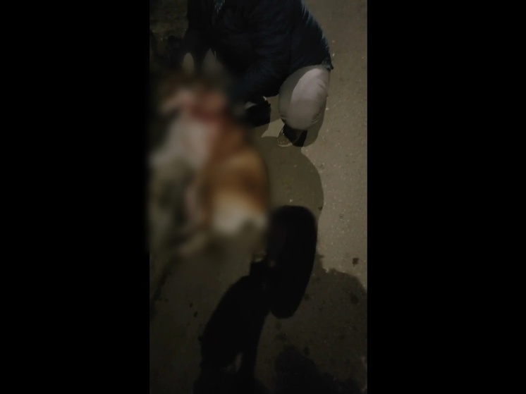 Соцсети: в Тверской области пьяный мужчина жестоко убил собаку сожительницы
