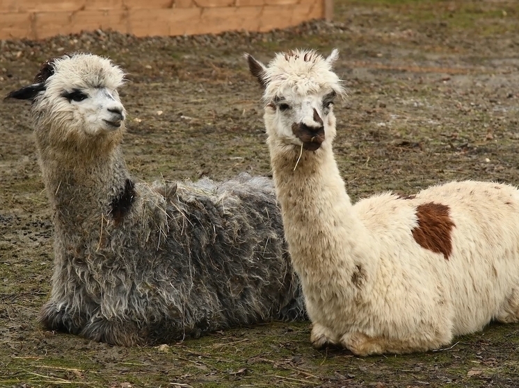 В ЦПКиО Волгограда живой уголок готовят к переходу на летний режим работы