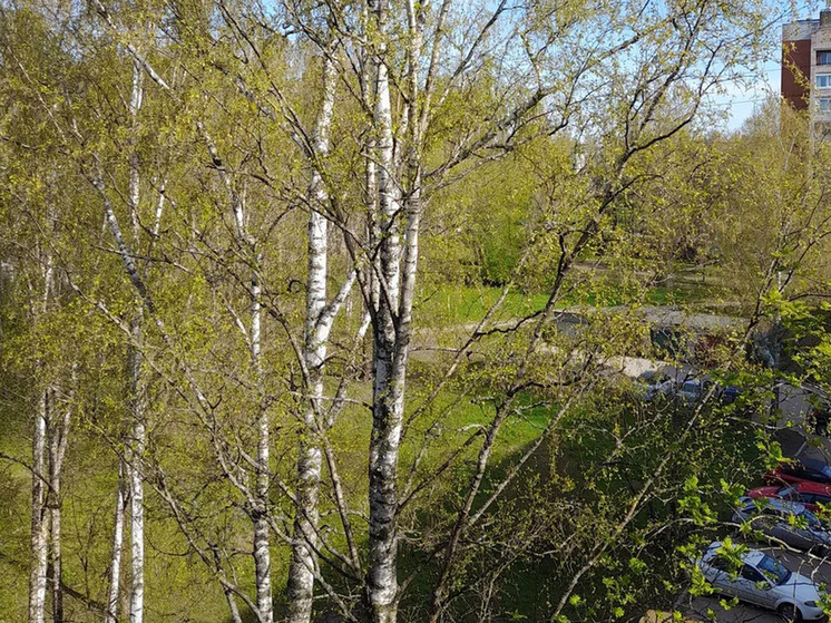 В Новгородской области в выходные потеплеет до 23°С