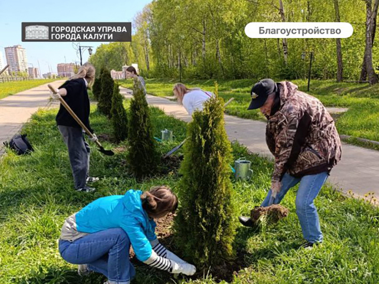 В Калуге у Губернского парка высадили 30 туй