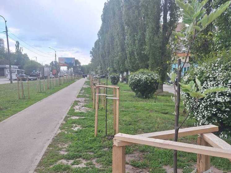 Власти призвали чересчур деятельных воронежцев не обрезать деревья в городе
