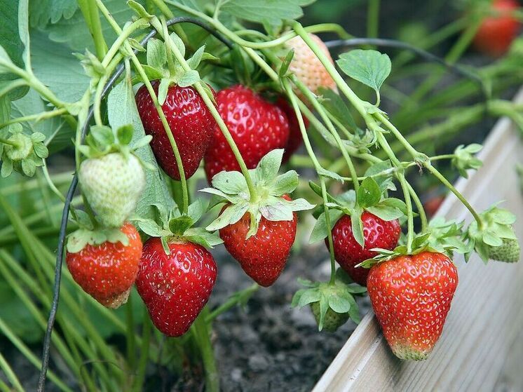 Режим ЧС ввели в Воронежской области из-за заморозков