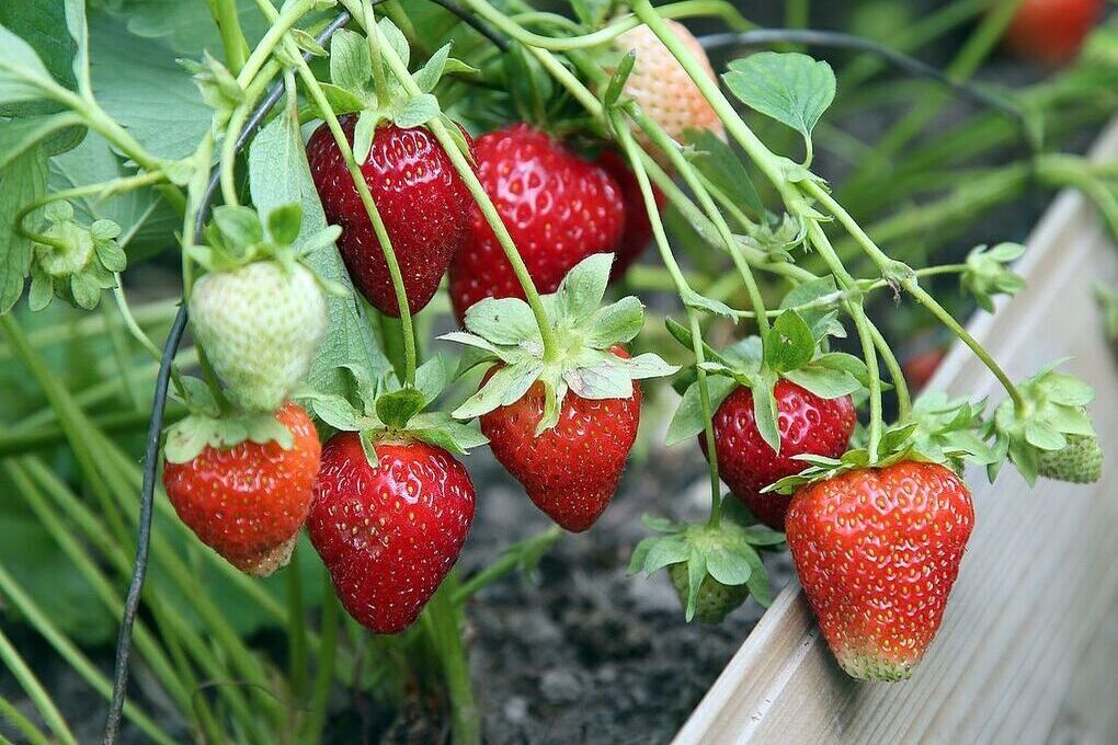 Фото: Лилия Шарловская