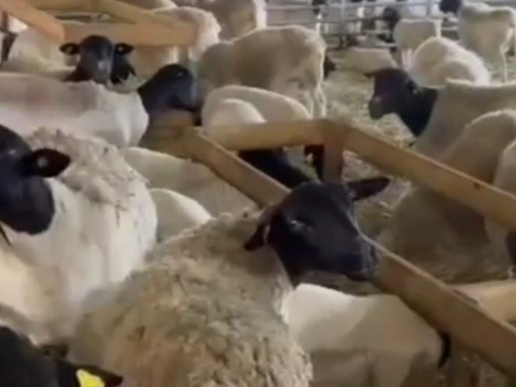 Под Тарусой используют современные биотехнологии в овцеводстве