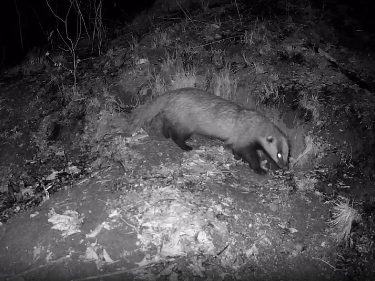 В «барсучьи городки» Приамурья снова вернулись пушистые жители