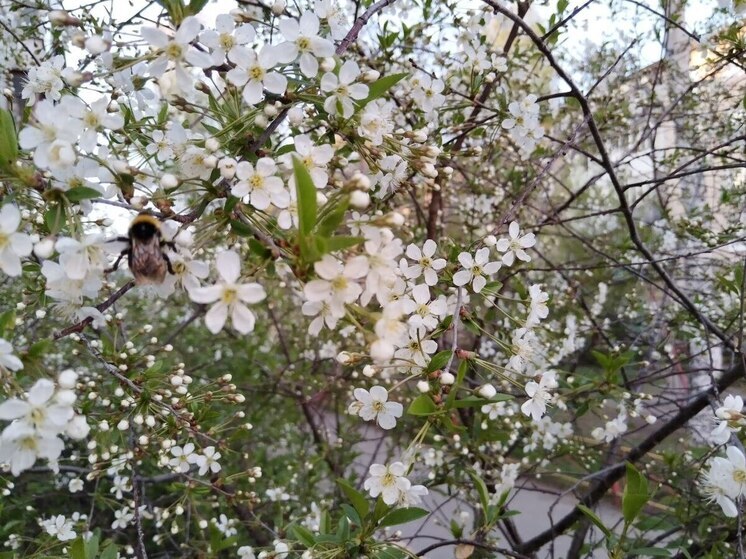 В Томске резко потеплеет до +21 градуса