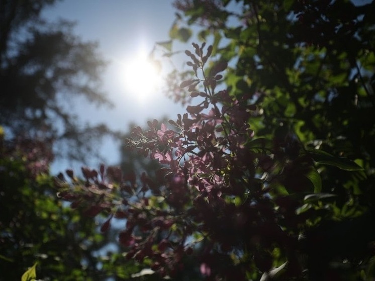 В субботу астраханцев ожидает ясная и жаркая погода
