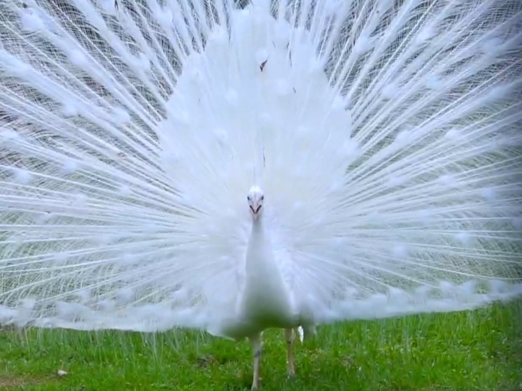 Жителей ЛНР удаленно познакомят с полувековым зоопарком Хакасии