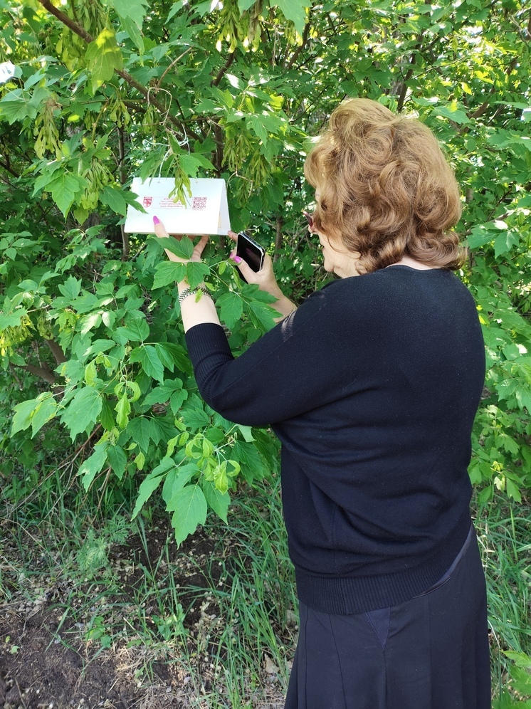 Вредителя плодовых деревьев в ЛНР ловят в феромонные ловушки