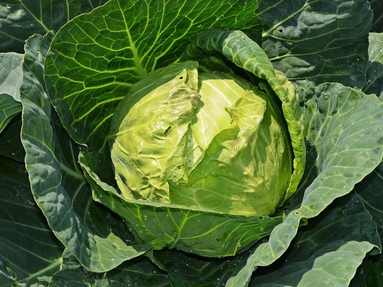 В Калуге подорожали яблоки и капуста