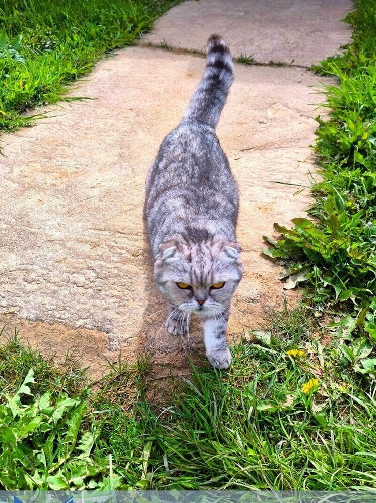 Кот проинспектировал дорогу в Боровском районе