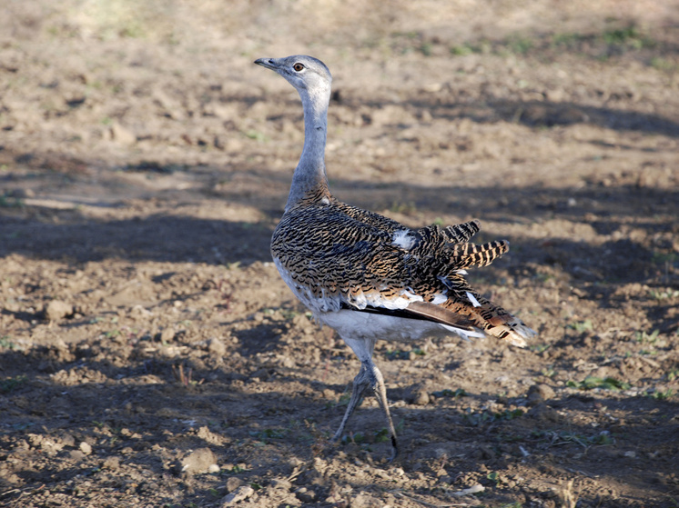 Волгоградцам грозят штрафы за похищение и уничтожение кладок дрофы