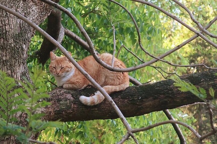 Разгадан секрет рыжих кошек