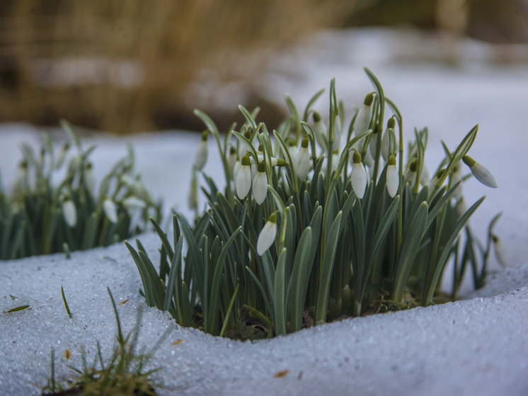 Неожиданные плюсы: главный синоптик России Роман Вильфанд рассказал о пользе погодных аномалий для урожая в 2025 году