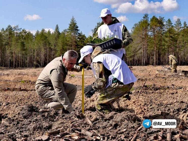 В память о подвиге: в Армизонском районе высадили 50 тысяч сеянцев сосны