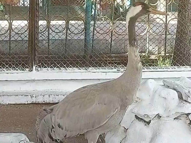 Серые журавли из зоопарка Хакасии встретили выходные с неоднозначным настроением