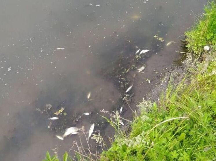 Жителей Алатырского округа просят не употреблять в пищу местную рыбу