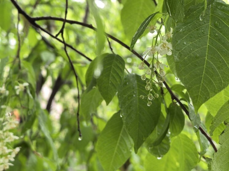 Во Владивостоке 18 мая дождь и не менее +16 градусов