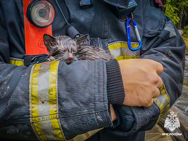 Огнеборцы МЧС России спасли котёнка на пожаре в Смоленске