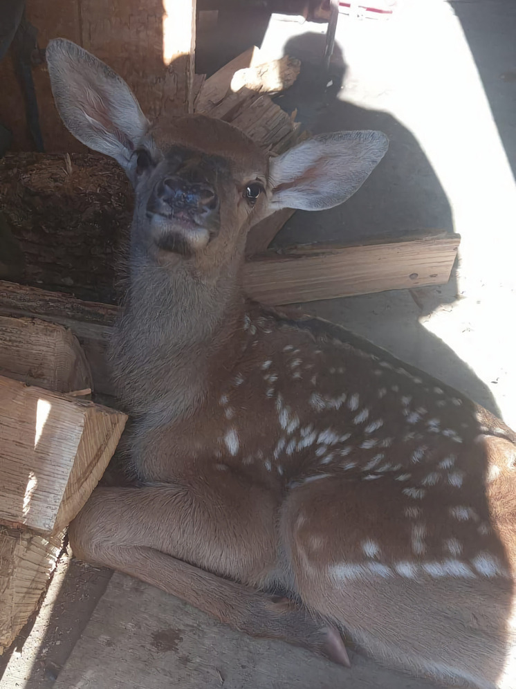 От голодной смерти спасли детеныша изюбря в Приморье