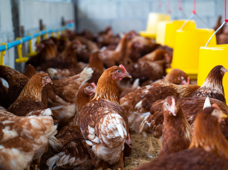 В Марий Эл за 4 месяца 2025 года произвели 118,4 тыс. тонн скота и птицы