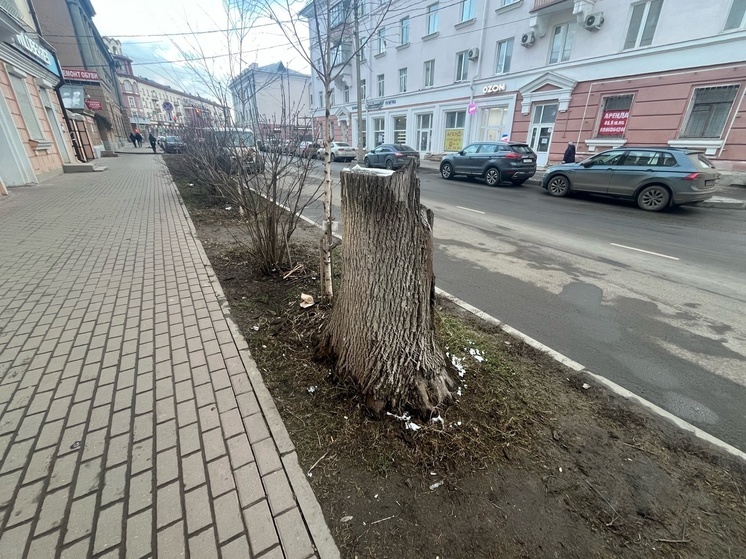 В центре Орла планируют срубить липы ради парковки