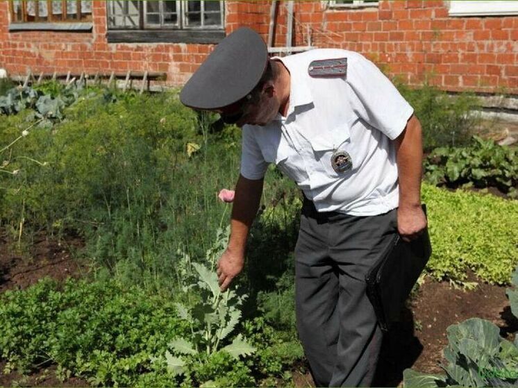 Любительское садоводство становится все более криминальным увлечением
