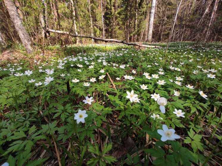 В Калужской области восстановят 3 000 гектаров леса