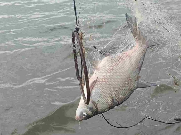 В Волгоградской области из заброшенных сетей спасли порядка двух тонн рыбы