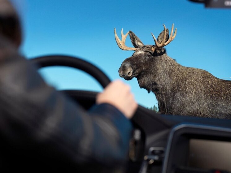 В Уфе сообщили о появлении двух лосей
