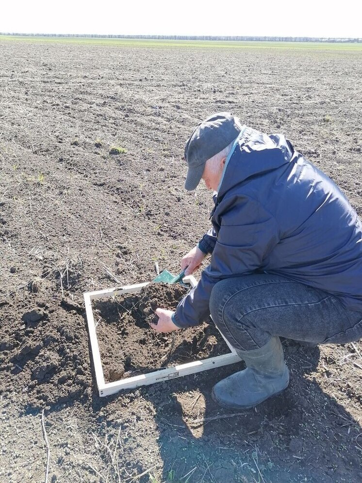 В 2025 году развитие саранчовых вредителей в ДНР и ЛНР не прогнозируется