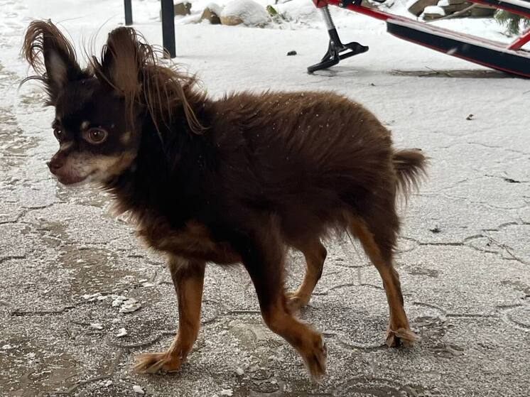 Жителей Рязани предупредили о штрафах за нарушение правил выгула собак