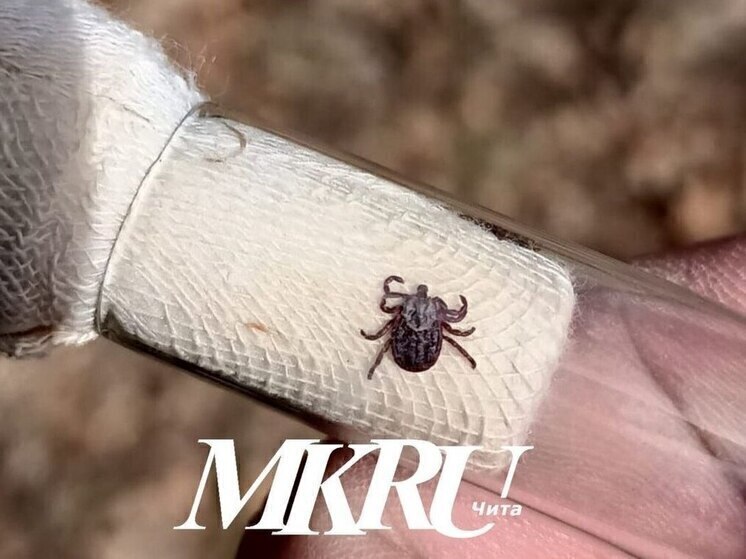 Базы отдыха на Арахлее в Забайкалье начали обрабатывать от клещей