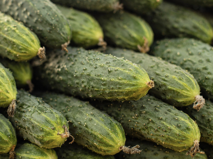 Агрономы рассказали новосибирцам о гибридах огурцов