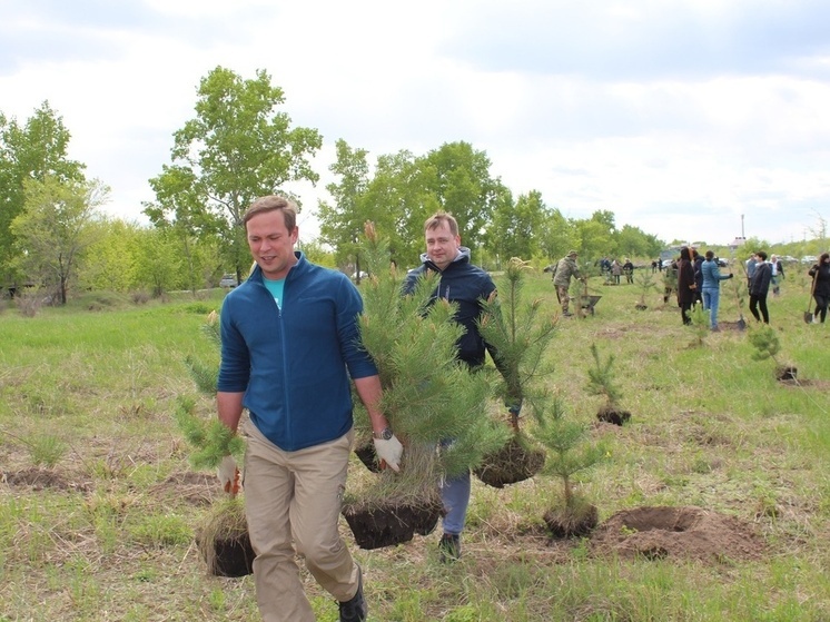 В Хакасии появилась «Аллея памяти» из хвойных деревьев