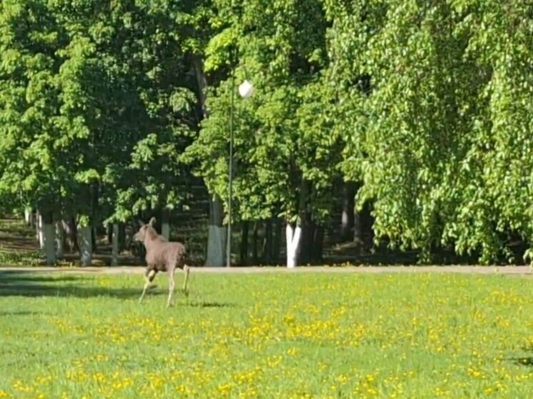 В лесу возле стадиона «Водник» в Уфе обнаружили двух лосей
