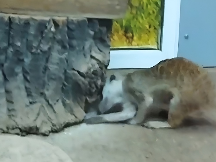 Сурикат из хакасского зоопарка показал, как надо врываться в рабочую неделю