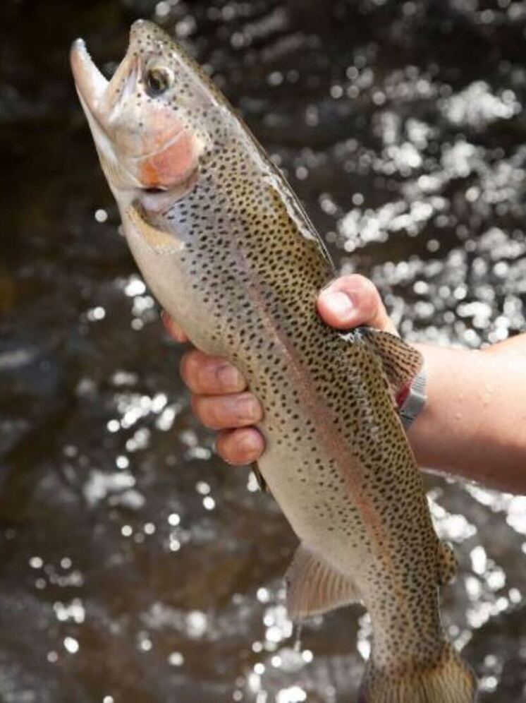 Рыбоводы из Сухиничей получили грант