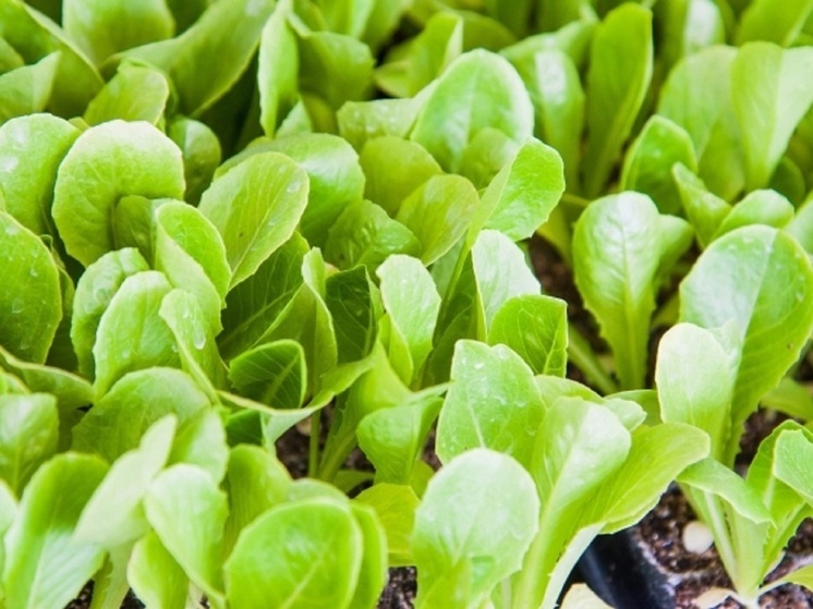 Волгоградцев ждут штрафы за неправильное хранение удобрений на даче